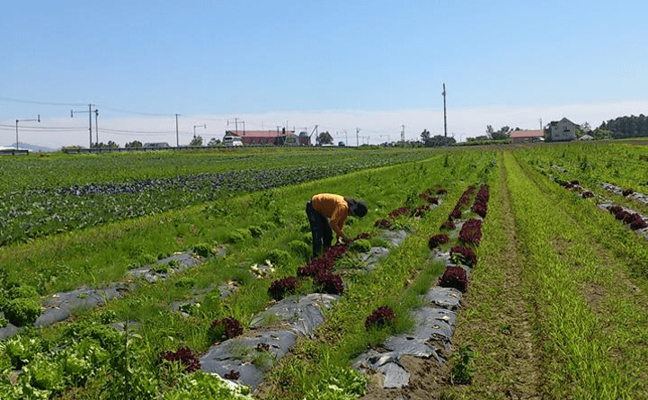 地元の農家さんと一緒に活動