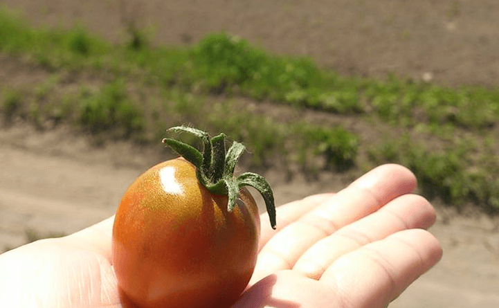 実際に収穫したトマト