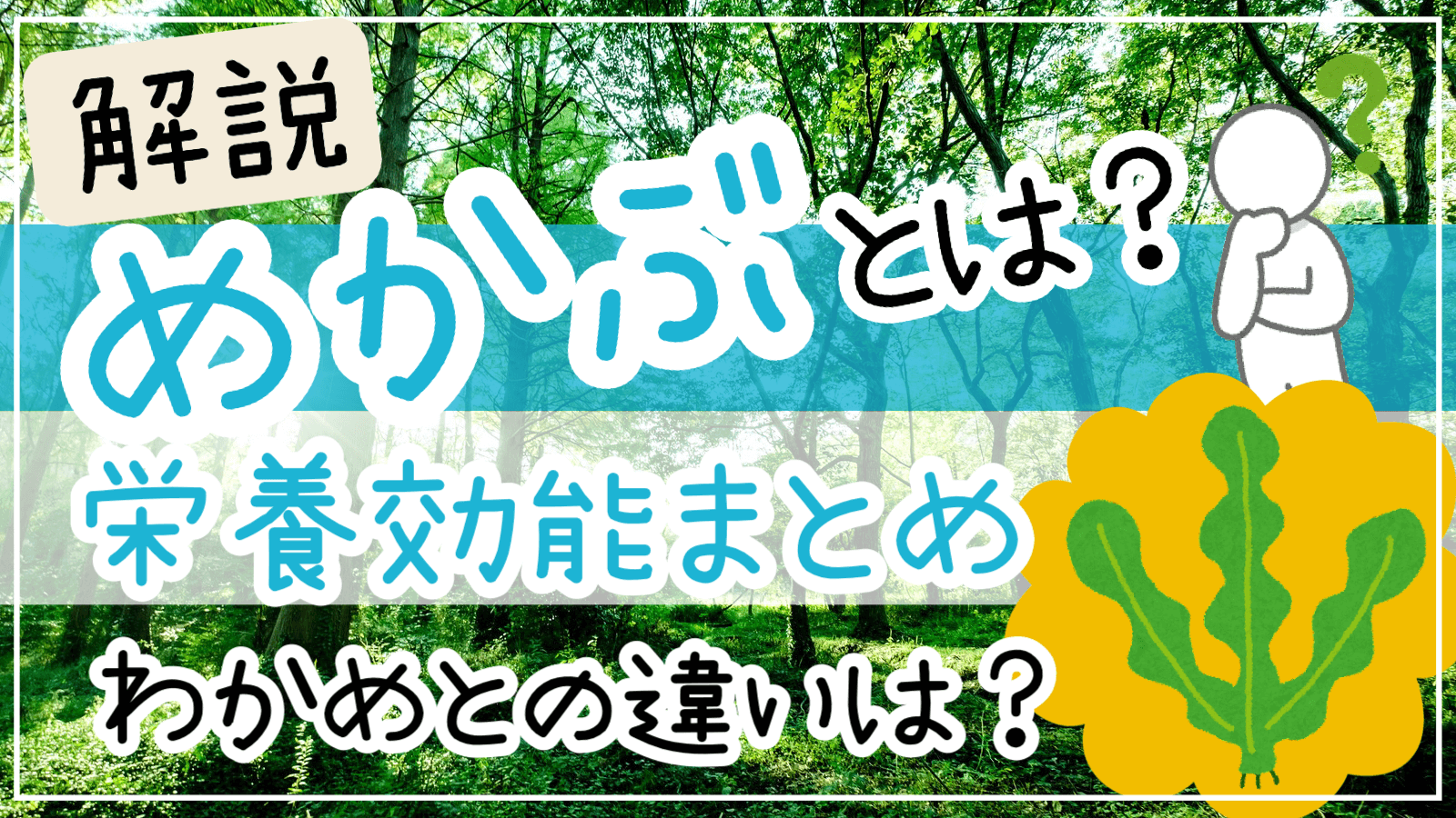 めかぶ栄養効能わかめとの違い