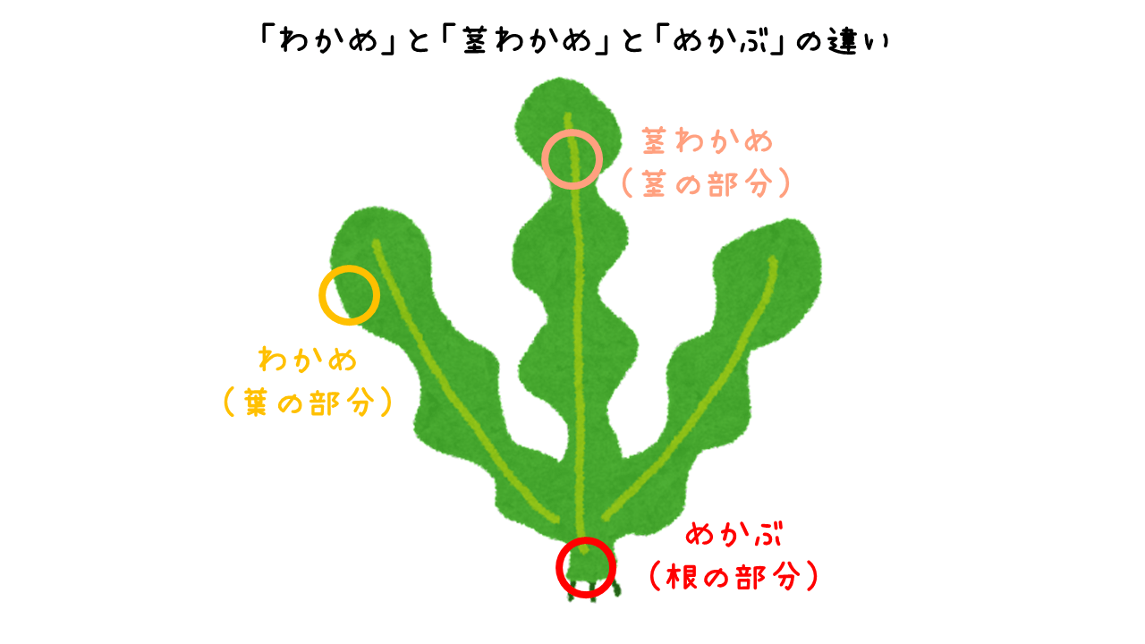 わかめと茎わかめとめかぶの違い